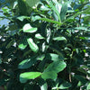 Viburnum Odoratissimum